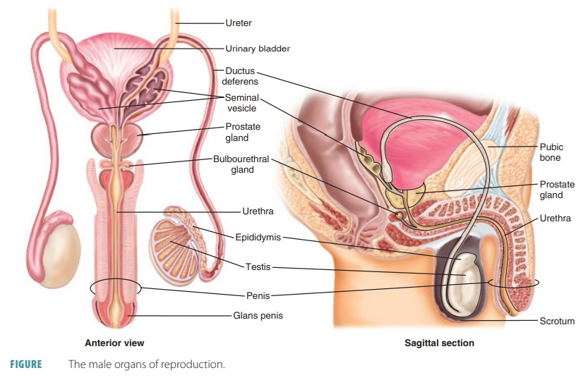 The male organs of reproduction